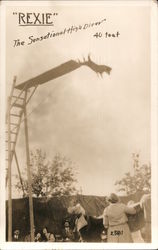 Rexie, the Sensational High Diver 40 feet Dogs Postcard Postcard Postcard