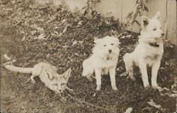 A fox and two dogs Postcard