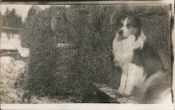 Cat and Dog in Hay Postcard