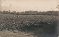 Workers in a farm field Postcard