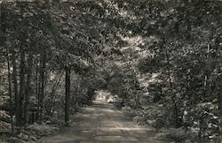 Bohemian Club, road way through trees Postcard