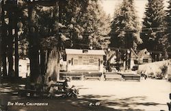 People reading newspapers on circle bench under tree Postcard