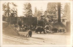 Lunch Time: audience watching bears at Sequoia National Park, California Postcard