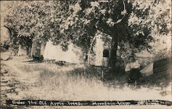 Under the Old Apple Trees Mountain View, CA E.B. Gray Postcard Postcard Postcard