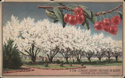 A San Leandro Cherry Orchard in bloom. Alameda Co. Postcard