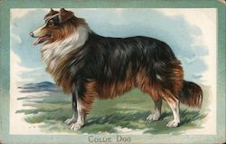 Collie Dog The Scotch Collie Dogs Postcard Postcard Postcard