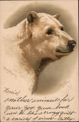 Polar Bear Postcard