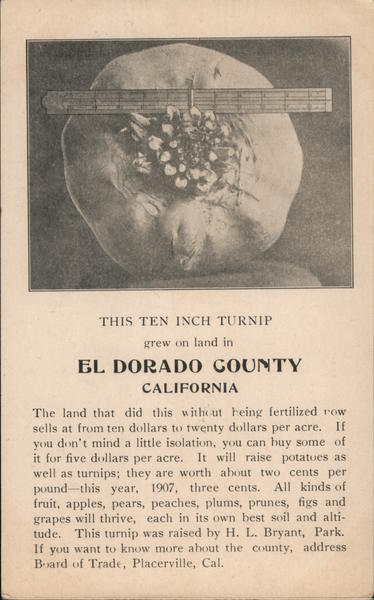 This Ten Inch Turnip Grew On Land In El Dorado County California ...