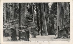 Mammoth Redwoods, Bohemia Grove Postcard