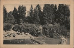 Diving and Swimming in Russian River Postcard