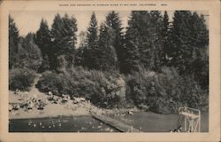 Diving and Swimming in Russian River Postcard