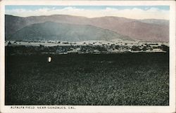 Alfafa Field Postcard