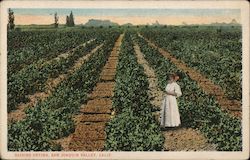 Raisins Drying, San Joaquin Valley California Postcard Postcard Postcard