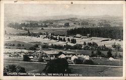 Chicken Farms - The World's Egg Basket Petaluma, CA Postcard Postcard Postcard