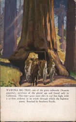 Wawona Big Tree Postcard