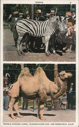 Fleishhacker Zoo Postcard