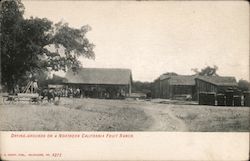 Drying Grounds on a Northern California Fruit Ranch Postcard Postcard Postcard