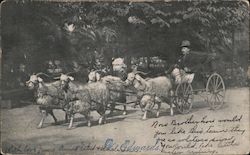 Carriage with a Four Goat Team Goats Postcard Postcard Postcard