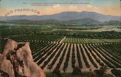 A California Orange Grove, Road of a Thousand Wonders Postcard