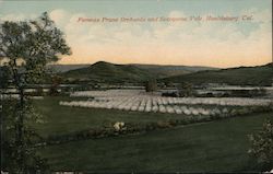 Famous Prune Orchards and Sotoyome Vale Healdsburg, CA Postcard Postcard Postcard