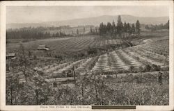 From the Pines to the Orchard Postcard