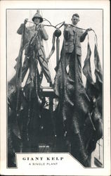 Giant Kelp, a Single Plant Postcard