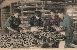 Japanese Women Working at a Silkworm Farm Postcard