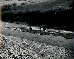 Men Floating Spruce and Fir Logs down the San River Poland Original Photograph