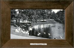 In Roger Williams Park Postcard