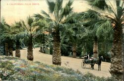 A California Palm Drive Postcard