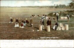 Cranberry Picking Postcard