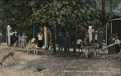 Deer At Paxtang Park Postcard