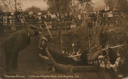 "Chicken Dinner" - California Alligator Farm Postcard