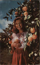 Picking the Citrus Crop Florida Postcard Postcard Postcard