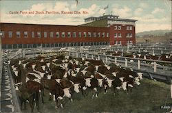 Cattle Pens and Stock Pavilion Postcard