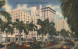 Palms on Biscayne Boulevard Miami, FL Postcard Postcard Postcard