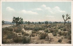 Mojave Desert Yucca Trees Postcard