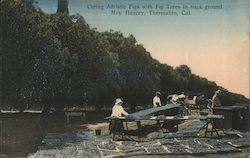 Curing Adriatic Figs with Fig Trees in bqak ground. Mrs. Huzzey, Thermalito, Cal. Postcard