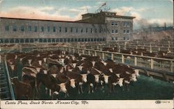 Cattle Pens, Stock Yards Postcard