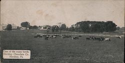 One of the Many Herds, Hershey Chocolate Co. Pennsylvania Postcard Postcard Postcard