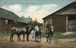 Mules for the Coal Mines Postcard