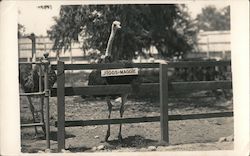 Jiggs Maggie Ostrich Looking Over Fence Ostriches Postcard Postcard Postcard