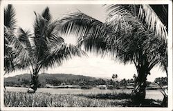 Palm Trees Papua New Guinea Postcard Postcard Postcard