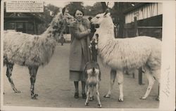 A Woman With Llamas Postcard