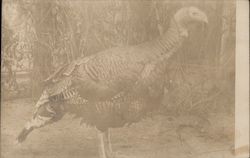 Wild Turkey Postcard