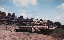 Sky View Turkey Farm Canandaigua, NY Postcard Postcard Postcard