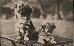 Japs Pride Dogs Postcard Postcard Postcard