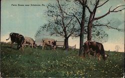 Farm Scene near Edinbero, PA Postcard