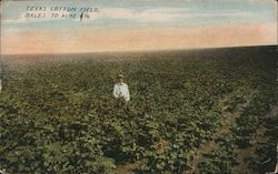 Texas Cotton Field - Bales to Acre 6 1/2 Postcard