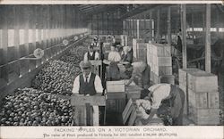 PACKING APPLES ON A VICTORIAN ORCHARD State of Victoria, Australia Postcard Postcard Postcard